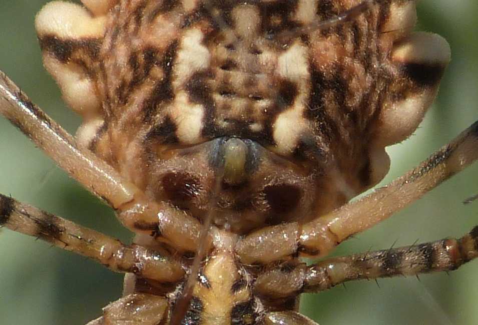 Femmina di Argiope lobata piacente  - Palau (OT)